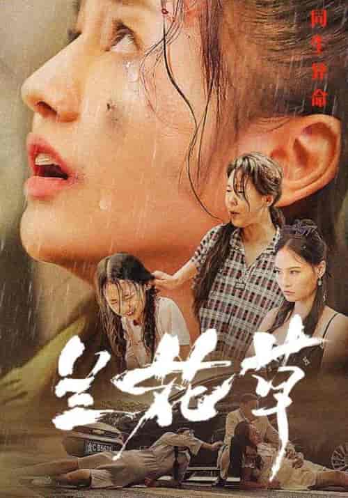 兰花草（45集全）卓远＆黎兰兰 - 海之城短剧