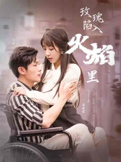 玫瑰陷入火焰里（100集）彭丹丹 - 海之城短剧