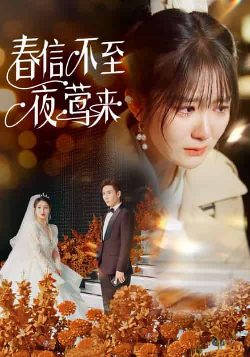 春信不至夜莺来（50集全）傅闻野＆温霜 - 海之城短剧