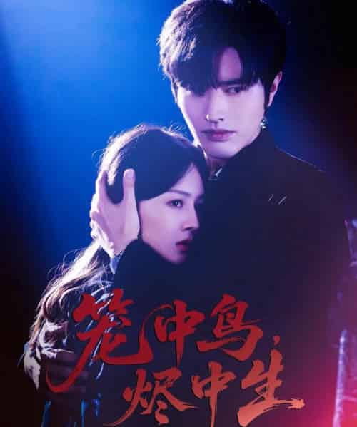 笼中鸟，烬中生（60集全）罗正＆郑初晨-海之城短剧项目