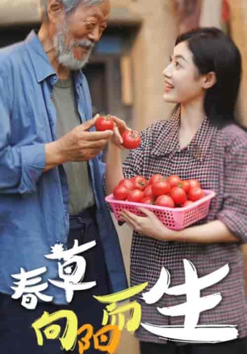 春草向阳而生（53集全） - 海之城短剧