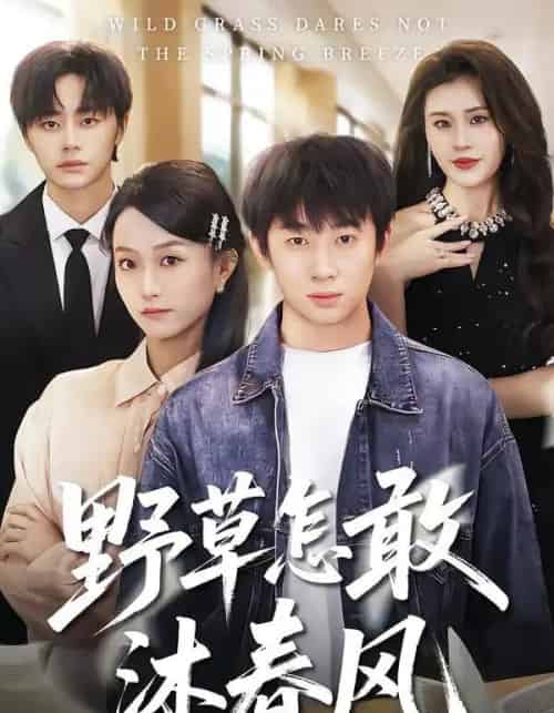 野草怎敢沐春风（61集全）王楚＆周瑾阳-海之城短剧项目