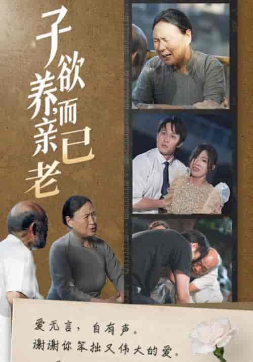 子欲养，而亲已老（58集全）庄天赐＆宋暖 - 海之城短剧