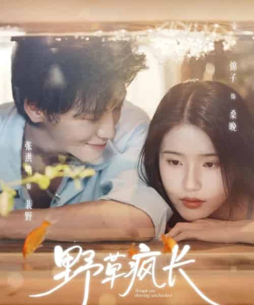 野草疯长（71集全）张洪鸣＆锦子-海之城短剧项目