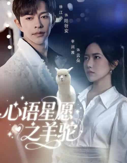 心语星愿之羊驼（60集全）徐江帅＆辛润茜-海之城短剧项目