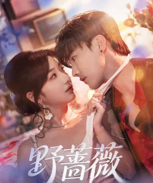 野蔷薇（60集）杜亚飞＆杨殊予-海之城短剧项目