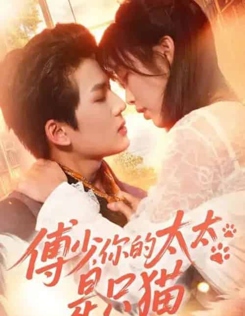 傅少，你的太太是只猫（64集全）赵偲佟＆向明-海之城短剧项目