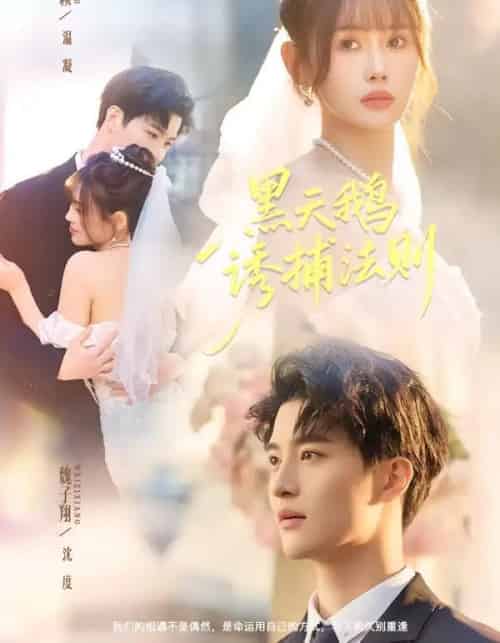 黑天鹅诱捕法则（80集全）魏子翔＆王新颖-海之城短剧项目