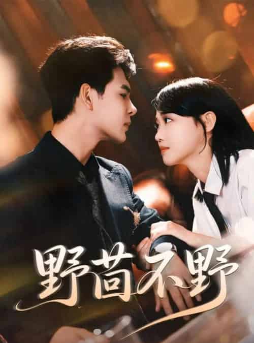 野茴不野（67集）靳旺＆龚芳妮-海之城短剧项目