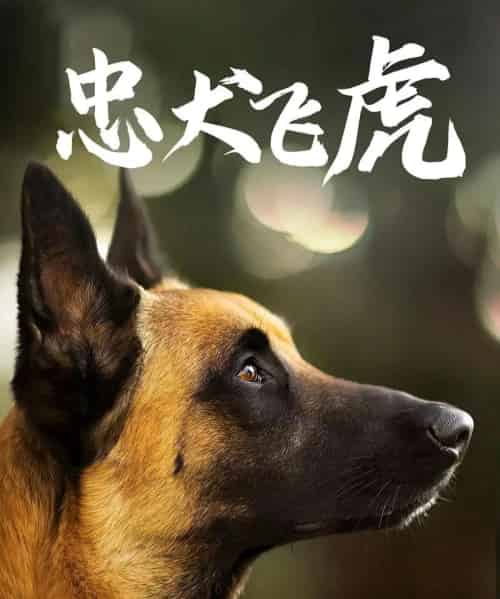 忠犬飞虎（33集全）吴桂洲＆谭镁纶-海之城短剧项目