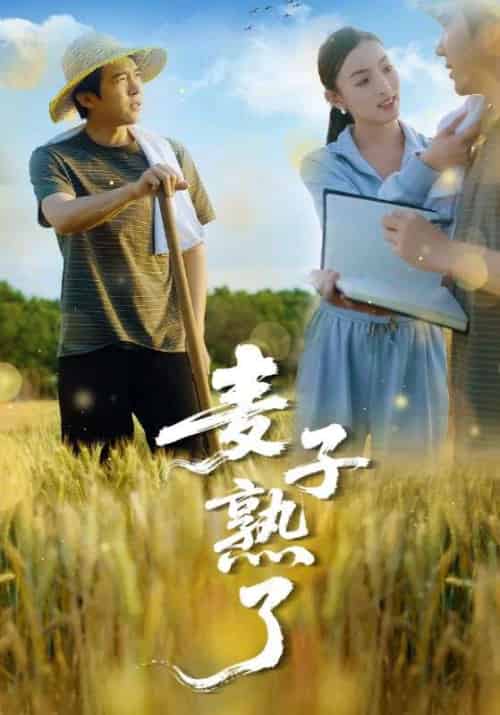 麦子熟了（52集）冯思源＆宋雯娟 - 海之城短剧